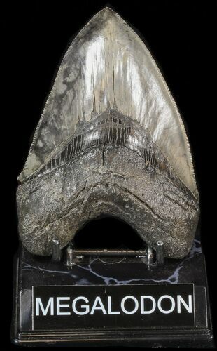 Serrated, Fossil Megalodon Tooth - South Carolina #41612